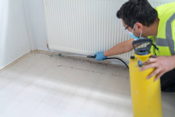 Best Termite Control Services  in Fairview, OK