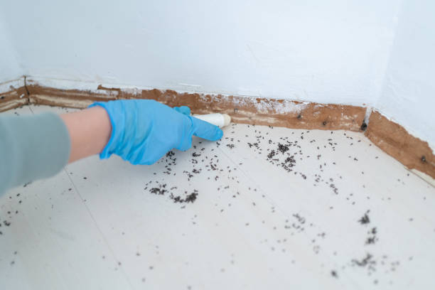 Best Flea Control Services  in Fairview, OK
